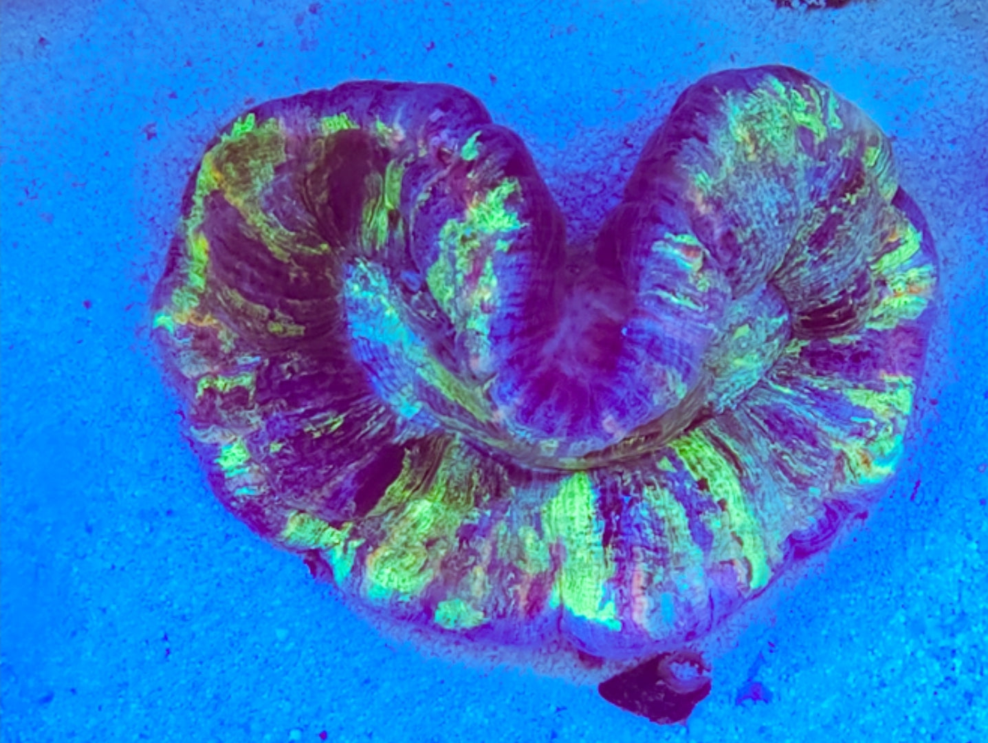 WYSIWYG Rainbow Splatter Brain coral