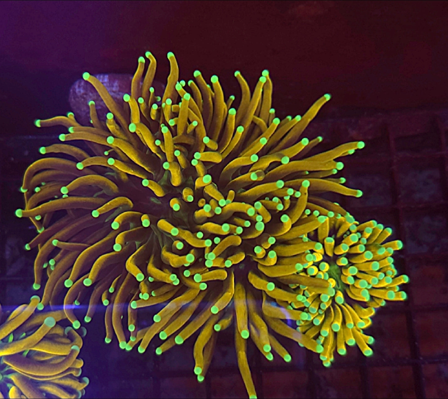 SCC Ultra Golden Banana Torch coral - Shipwreck Cove Corals