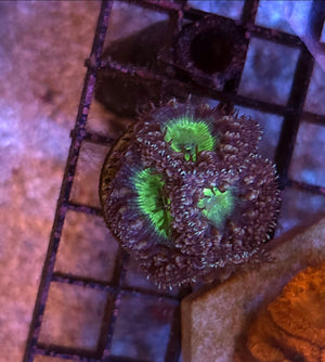 WYSIWYG Mint Chip Blasto Coral 5 Heads