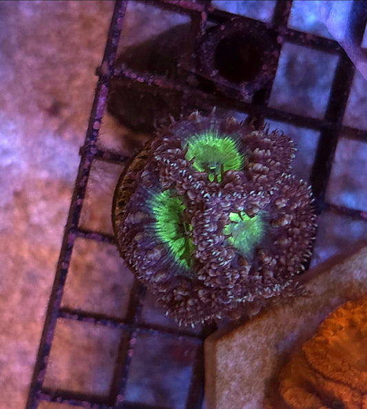 WYSIWYG Mint Chip Blasto Coral 5 Heads - Shipwreck Cove Corals