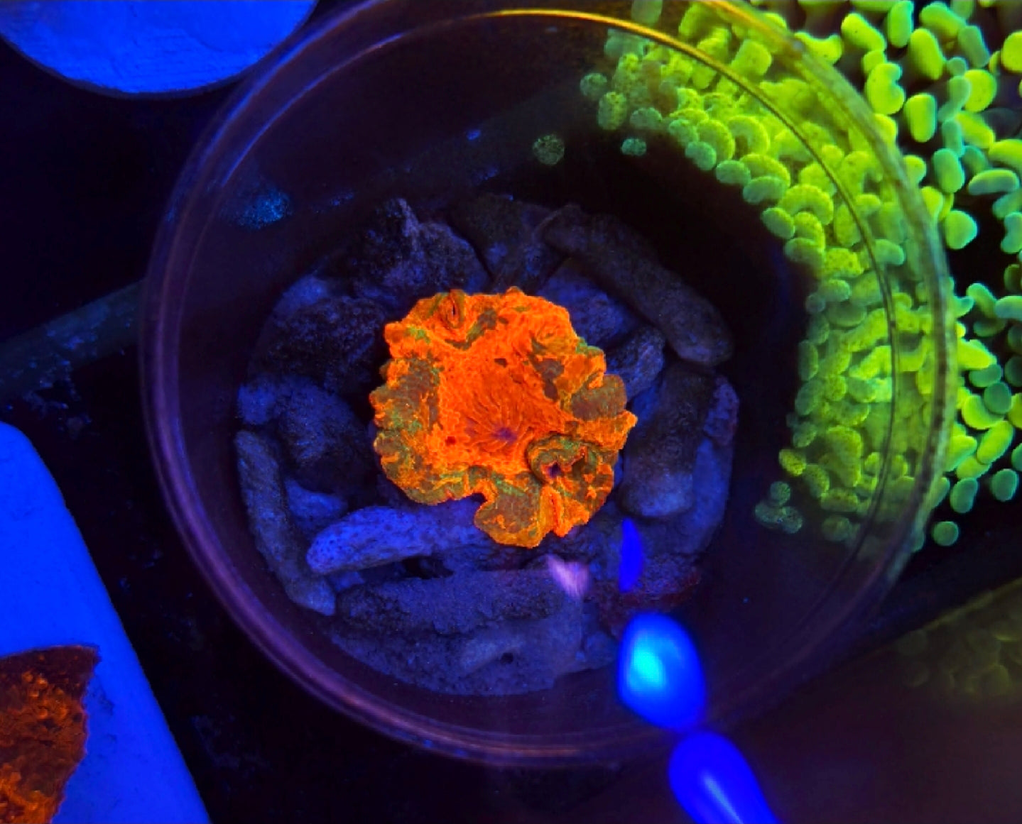 WYSIWYG Candy Crush Mushroom #2 - Shipwreck Cove Corals