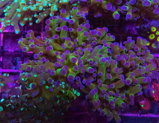 WYSIWYG 2 heads Frogspawn coral