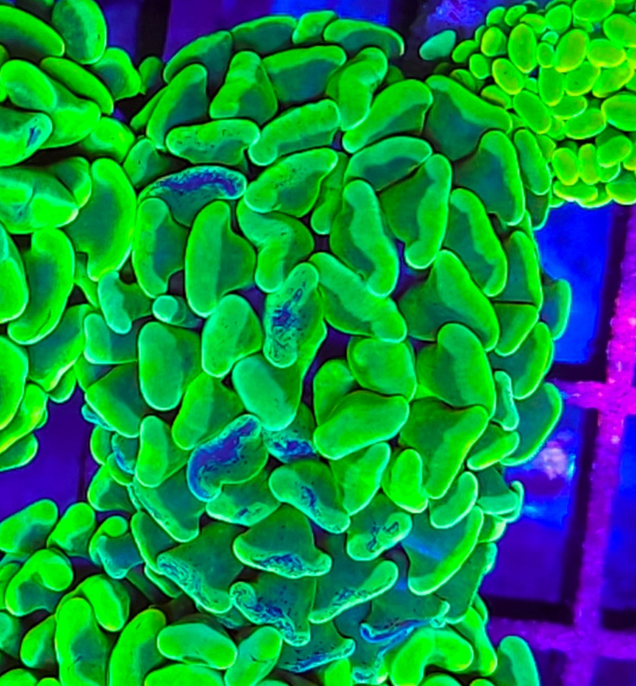 WYSIWYG Toxic Splatter Hammer coral new