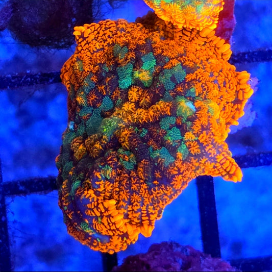 WYSIWYG Rainbow Rhodactus Mushroom Coral Frag - Shipwreck Cove Corals