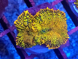 WYSIWYG Sunset Rhodactus Mushroom Coral 2 Heads