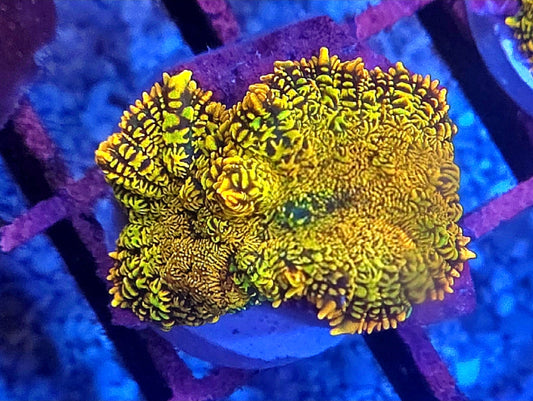 WYSIWYG Sunset Rhodactus Mushroom Coral 2 Heads - Shipwreck Cove Corals