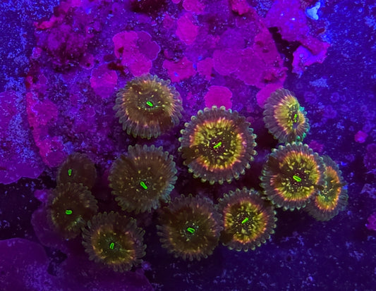 WYSIWYG Kaleidoscope pally mini colony