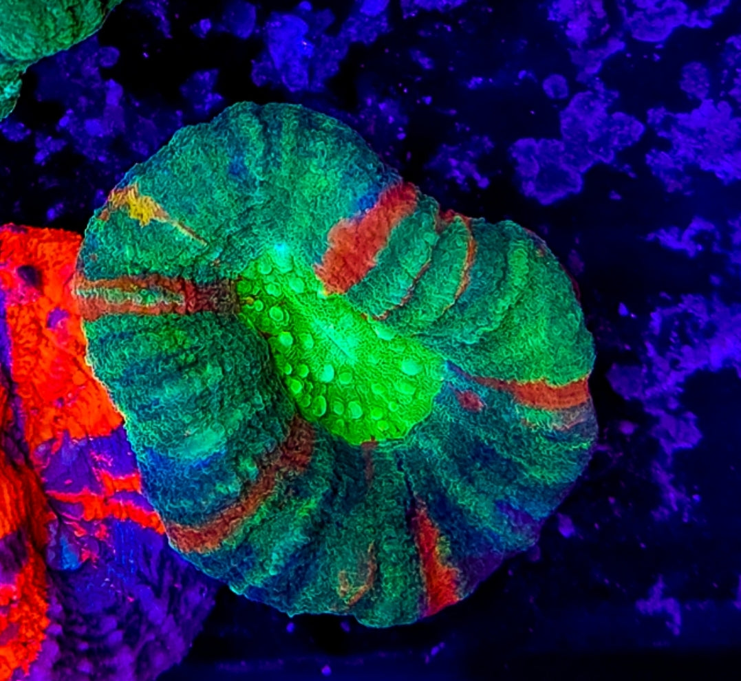 WYSIWYG Ultra Bleeding Apple 4 color Sculy coral