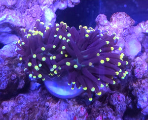 WYSIWYG 2 heads Purple with Yellow tip Torch coral