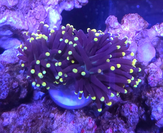 WYSIWYG 2 heads Purple with Yellow tip Torch coral