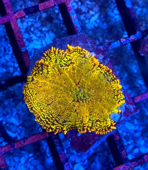 WYSIWYG Sunset Rhodactus Mushroom Coral Frag