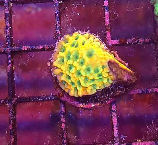 WYSIWYG ASD Rainbow Phoenix Monti - Shipwreck Cove Corals