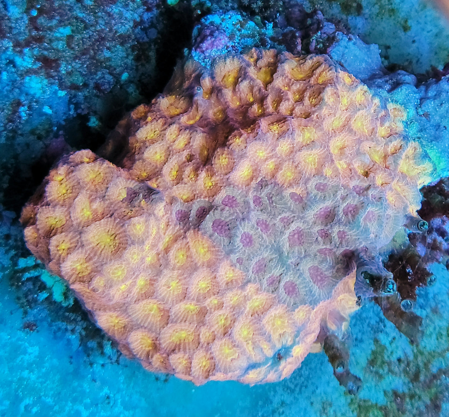 SCC rainbow morph Favia coral frags - Shipwreck Cove Corals