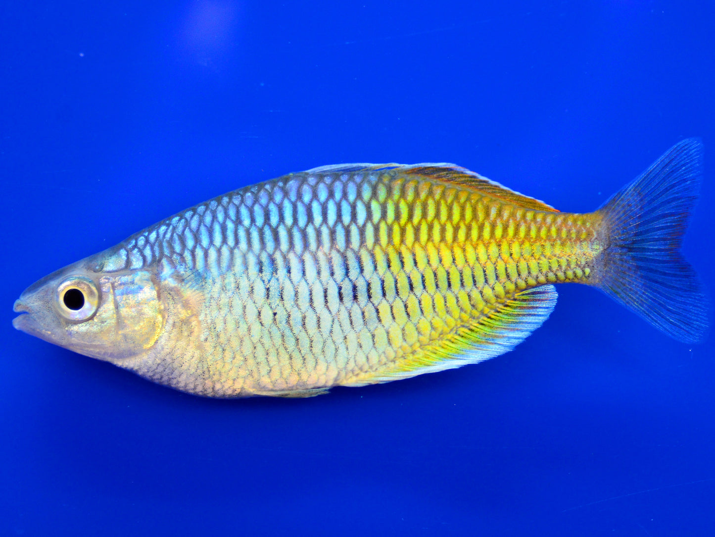 Rainbowfish Boesemani