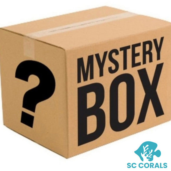 Mystery Box - LPS (3 pack)