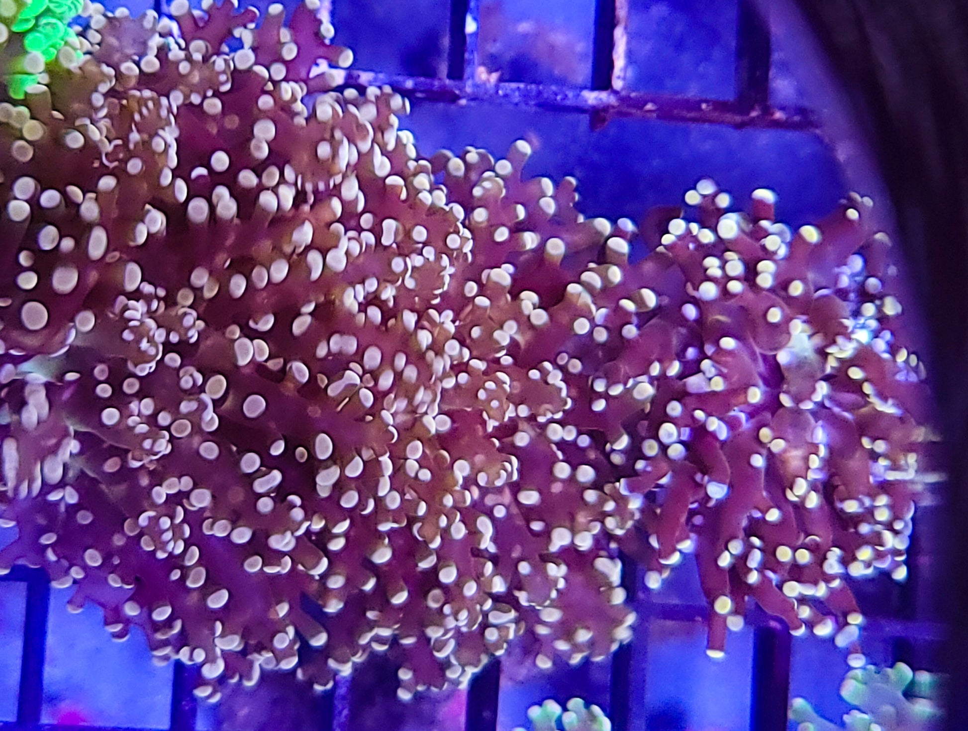 1 head burgandy/red pink tip Octospawn coral - Shipwreck Cove Corals