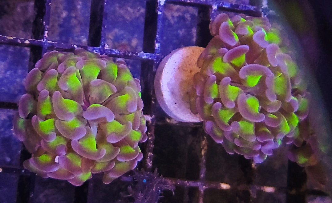 1 head purple and green Branching Hammer coral - Shipwreck Cove Corals