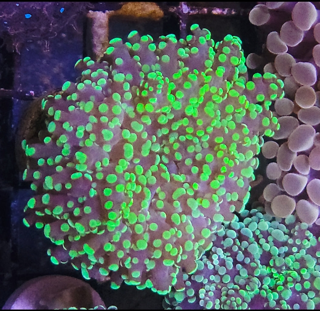 1 head Toxic Green Octospawn coral - Shipwreck Cove Corals