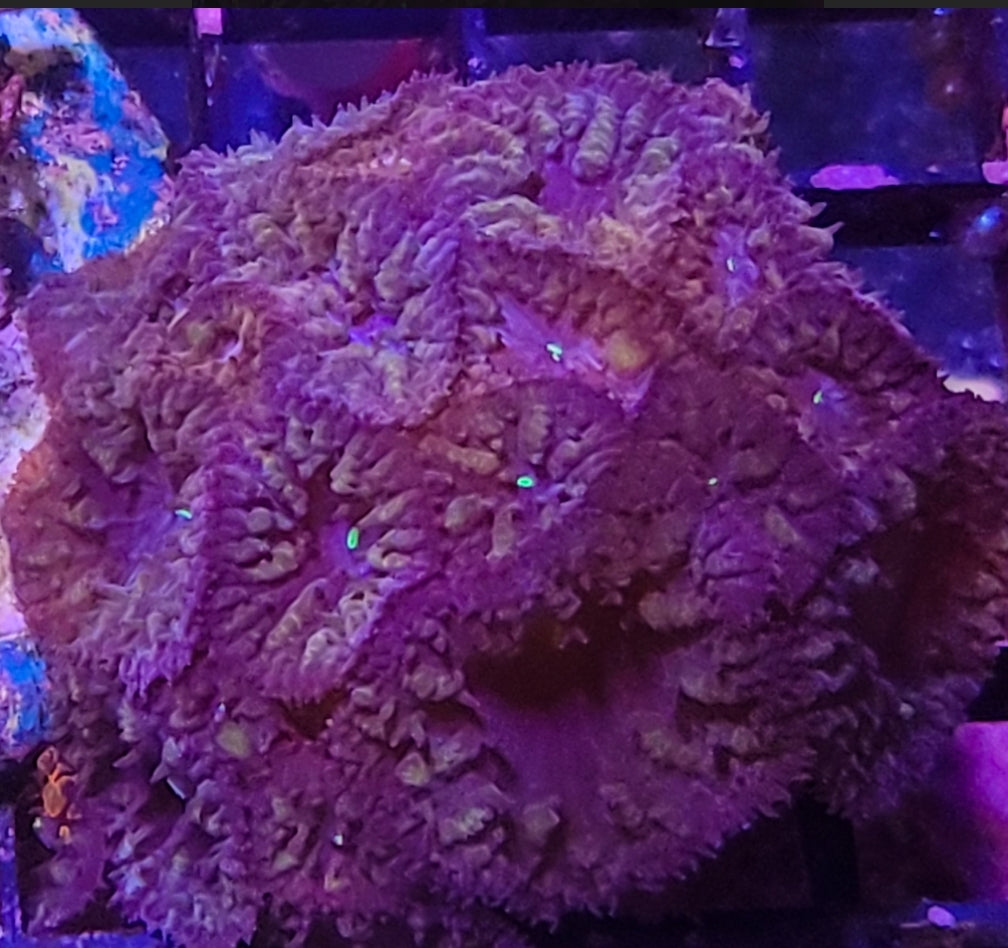 2 heads of SCC Rip Tide Blasto coral - Shipwreck Cove Corals