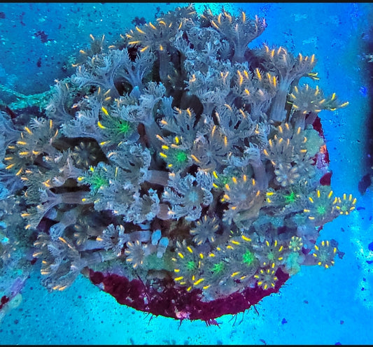 WYSIWYG Rainbow Clove Polygon coral colony - Shipwreck Cove Corals