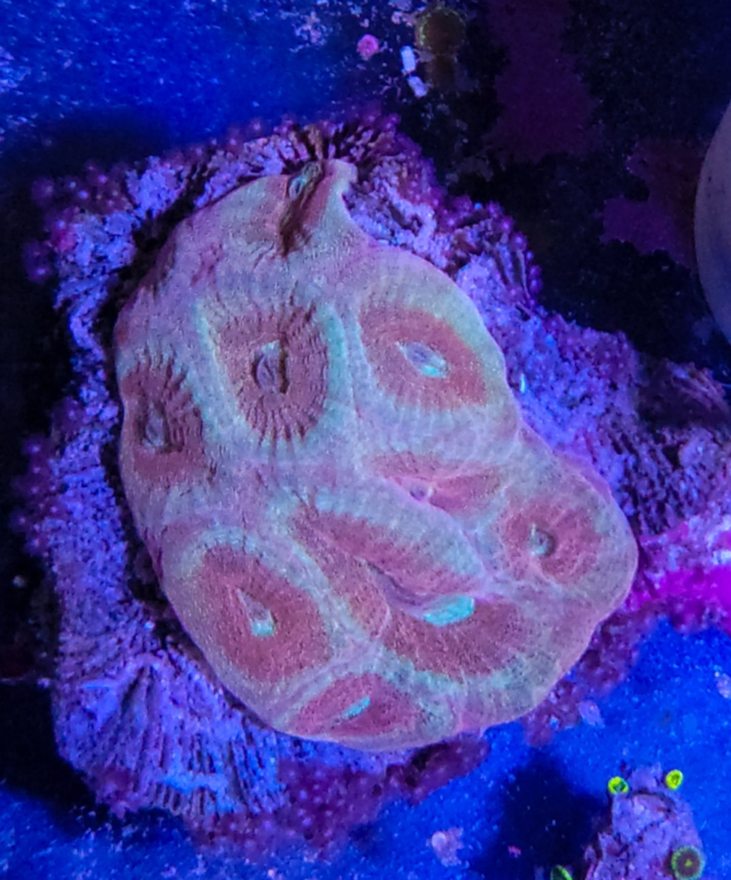 WYSIWYG Pink and blue prizm favia coral