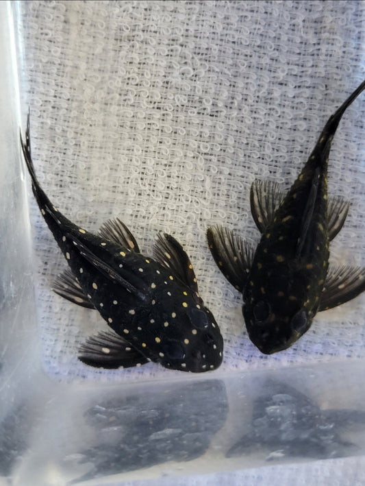 L-201 Snowball pleco