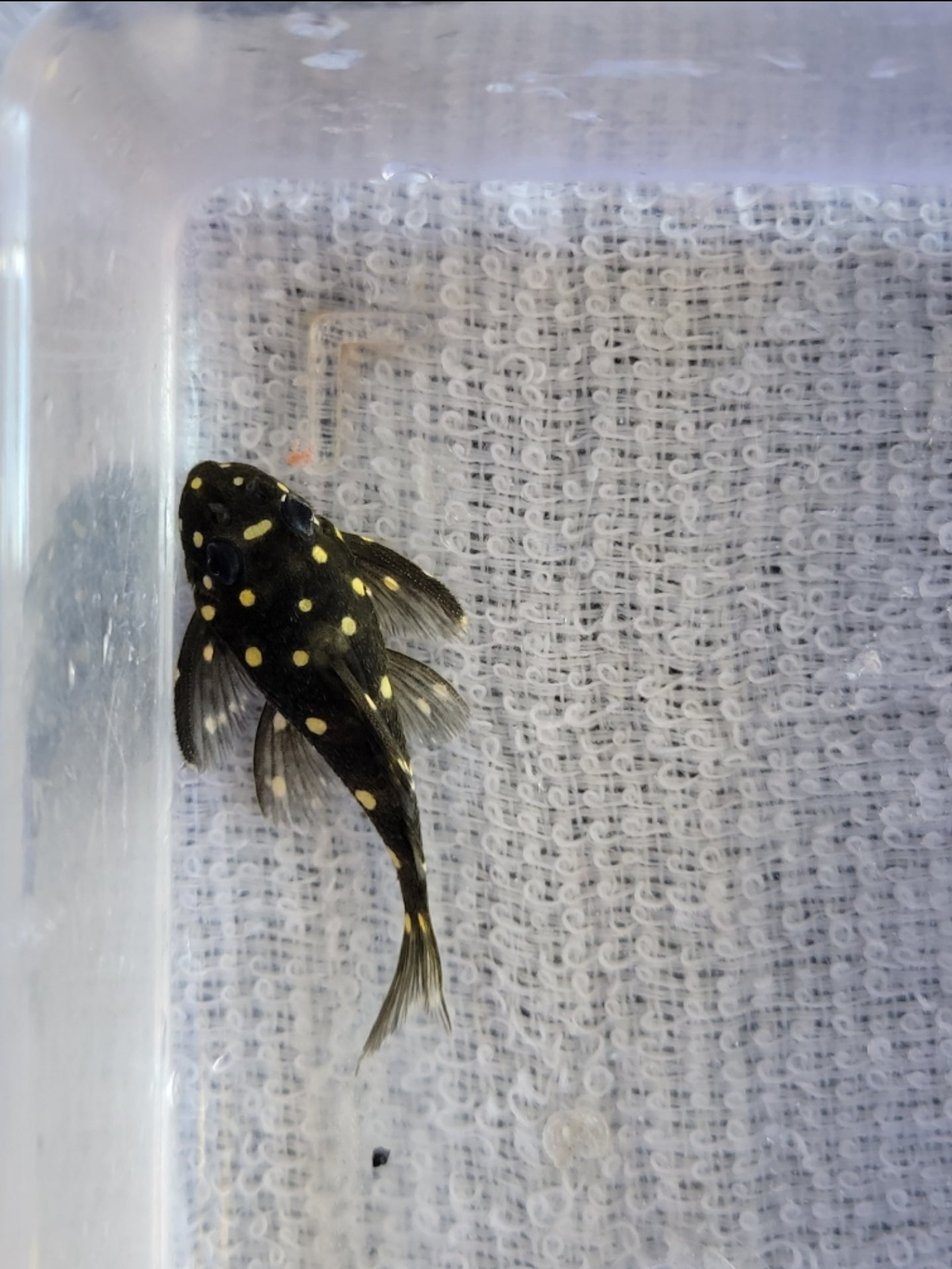 L-102 inspector pleco