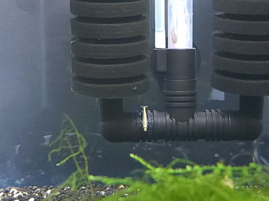 Ultra Gold Shrimp