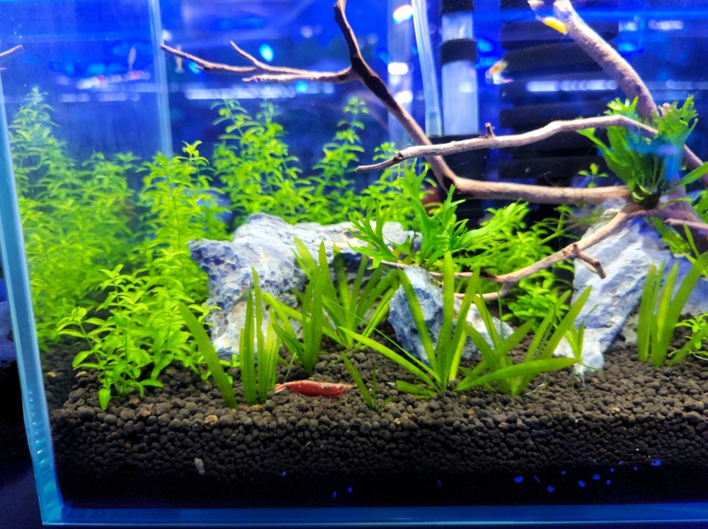 Planted shrimp outlet tank