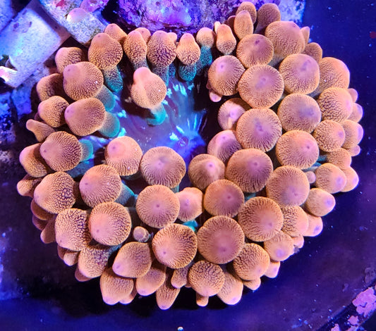 Rainbow bubble tip anemone coral