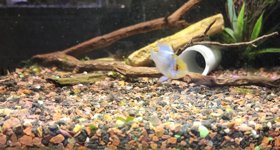 Electric Blue Ram New