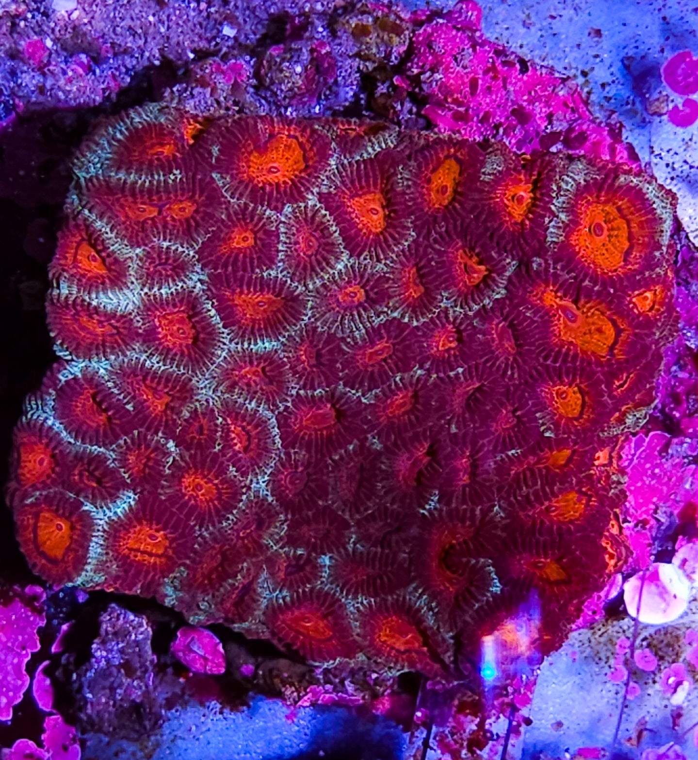 WYSIWYG L/G Red and Green Favia coral new