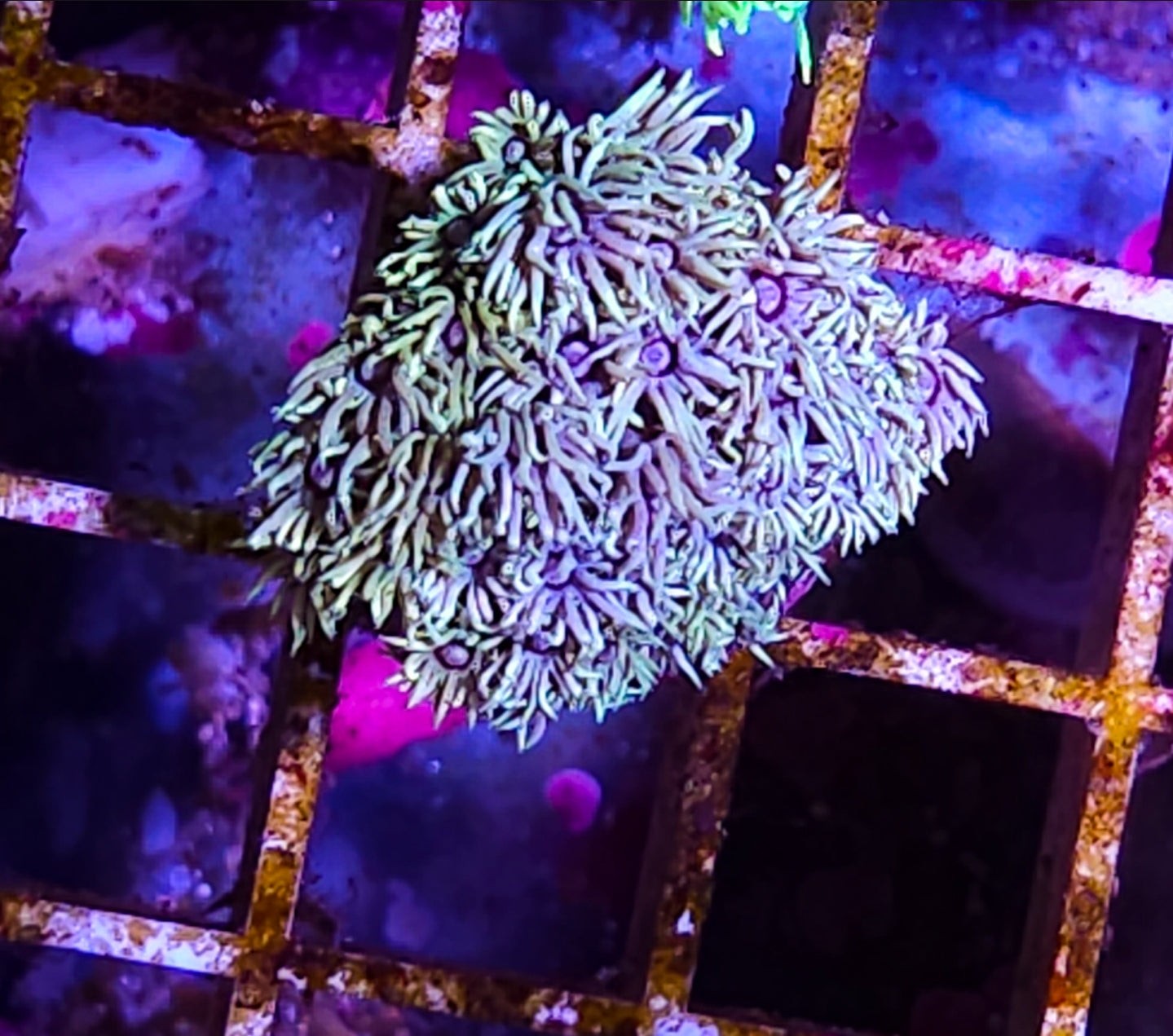 WYSIWYG SCC Shaggydelic Goni frag coral new