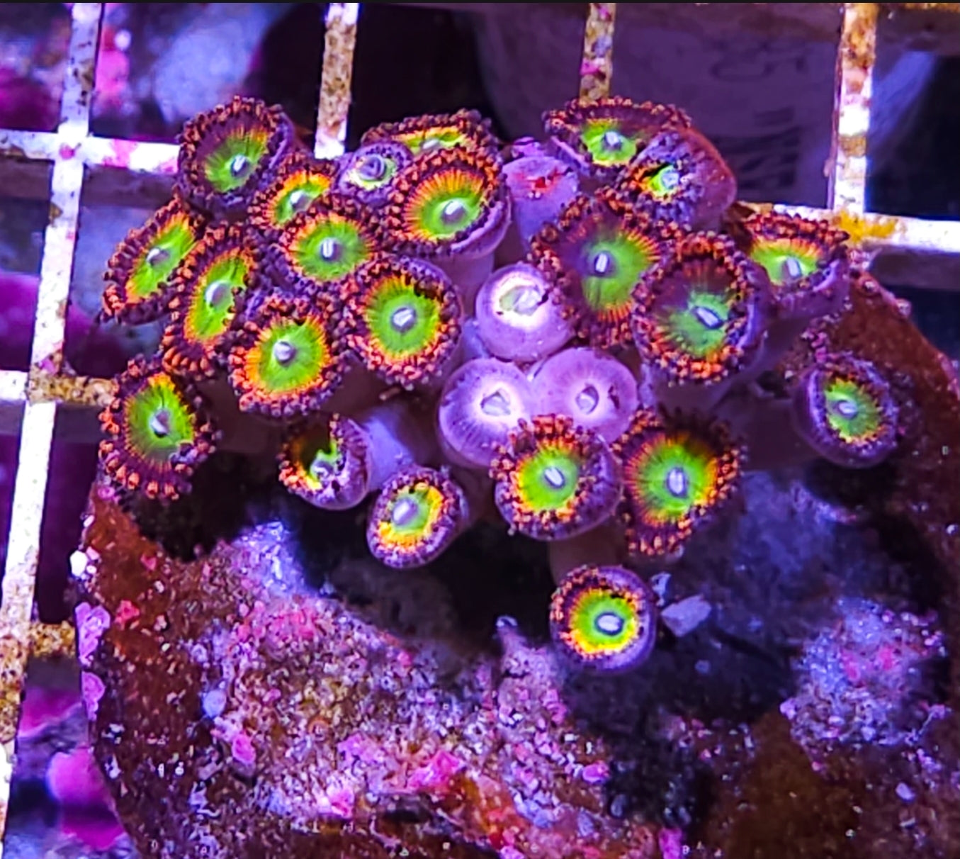 Bowser zoa coral frag 1 head new Shipwreck Cove Corals