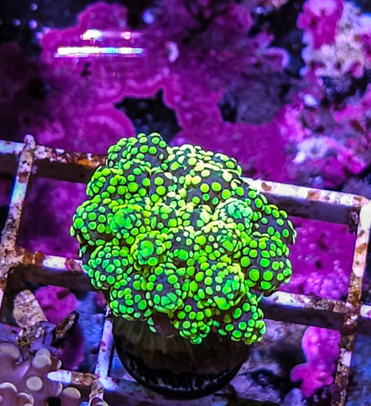 Toxic Green Octospawn coral new