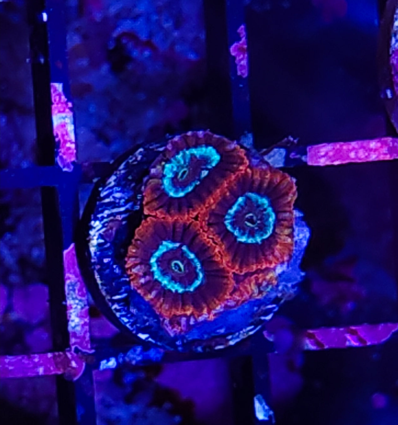 WYSIWYG Ultra favia coral new