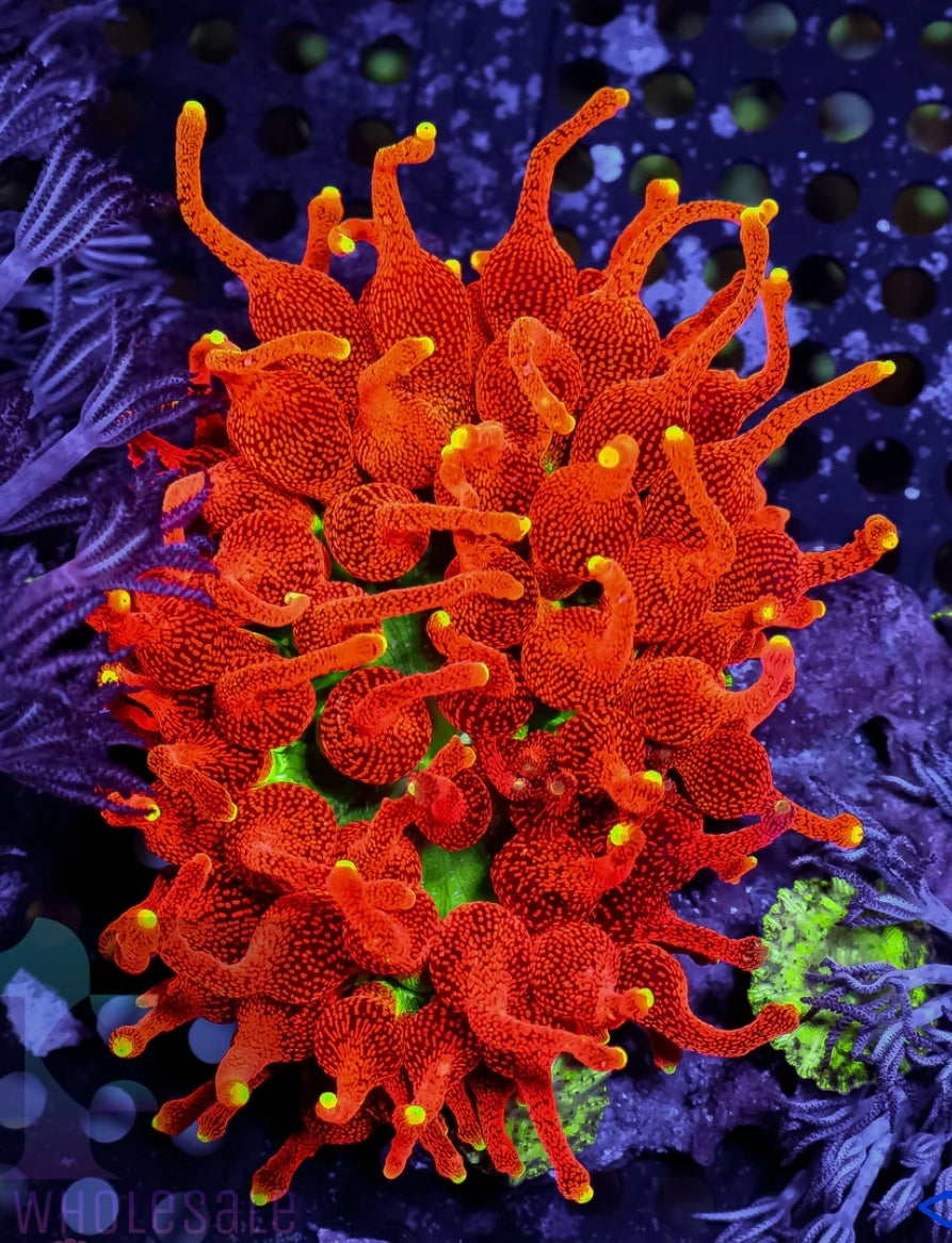 CC Inferno anemone coral